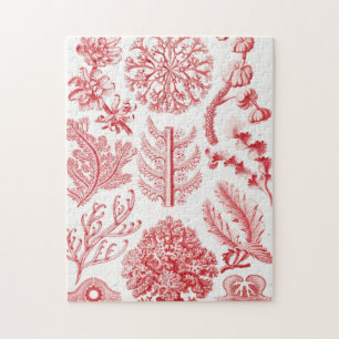 Puzzle Mer d'Algéa rouge, Florideae Rotalgen par Ernst H