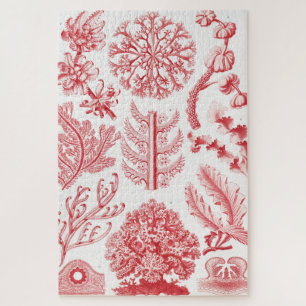 Puzzle Mer d'Algéa rouge, Florideae Rotalgen par Ernst Ha