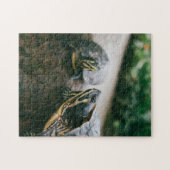 Puzzle Mère et bébé Animal Turtle Photographie Animal (Horizontal)