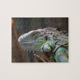 Puzzle met hoofd van de kleurrijke Iguana hagedis Legpuzzel