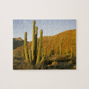 Puzzle Mexique, Baja, île Santa Catalina, Mer de