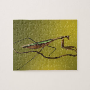 Puzzle Michigan, Rochester Hills. Mante religieuse