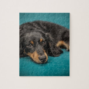 Puzzle Mignet Dachshund Se Pose En Bas