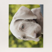 Puzzle Mignonne Weimaraner Chien chiot (Vertical)