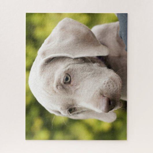 Puzzle Mignonne Weimaraner Chien chiot (Vertical)