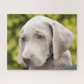 Puzzle Mignonne Weimaraner Chien chiot (Horizontal)