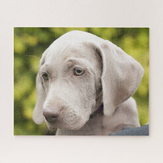 Puzzle Mignonne Weimaraner Chien chiot (Horizontal)