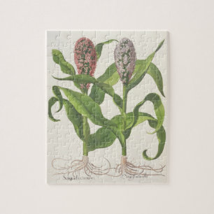 Puzzle Millet : rubro du fructu 1.Sorgum ; albo du fructu