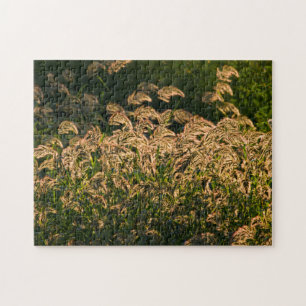 Puzzle Millet sauvage (Panicum Sp.) poussant dans une zon
