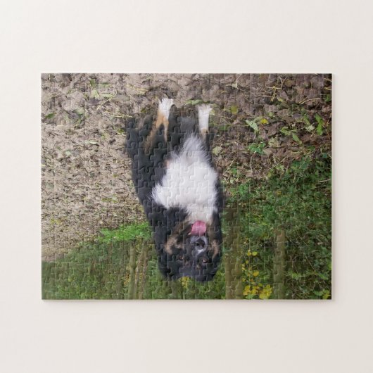 Puzzle Miniature American Shepherd Black Tri assis (Horizontal)