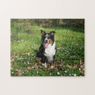 Puzzle Miniature American Shepherd Black Tri Assis