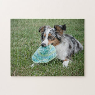 Puzzle Miniature American Shepherd Blue Merle avec jouet