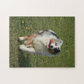 Puzzle Miniature American Shepherd Blue Merle Running (Horizontal)