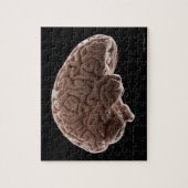 Puzzle Modèle du cerveau humain, plan de studio (Vertical)