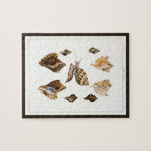 Puzzle Mollusques et escargots anciens, organismes de la  (Horizontal)