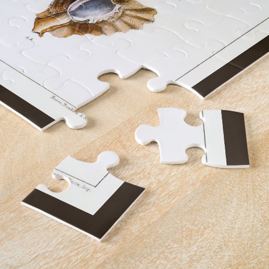 Puzzle Mollusques et escargots anciens, organismes de la  (Côté)