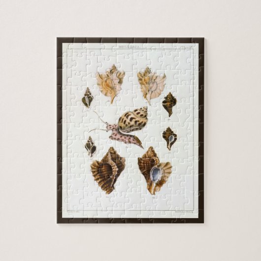 Puzzle Mollusques et escargots anciens, organismes de la  (Vertical)