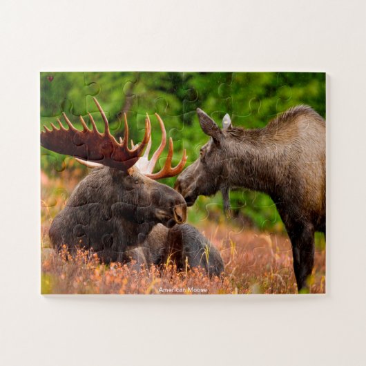 Puzzle Moose américaine (Horizontal)
