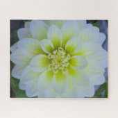 Puzzle Morning Calm: White Layered Bloom in Natural Light (Horizontal)