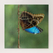 Puzzle Morpho commun papillon sur fil de fer barbelé (Horizontal)