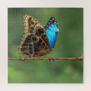 Puzzle Morpho commun papillon sur fil de fer barbelé