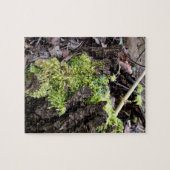 Puzzle Mosses (Horizontal)