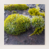 Puzzle Mosses (Horizontal)