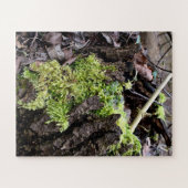 Puzzle Mosses (Horizontal)