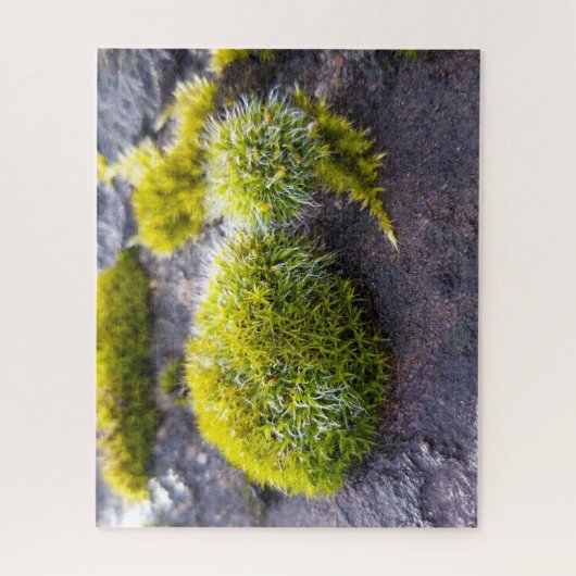 Puzzle Mosses (Vertical)