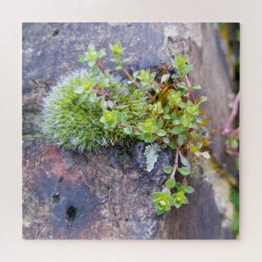 Puzzle Mosses (Horizontal)