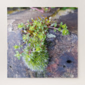 Puzzle Mosses (Vertical)