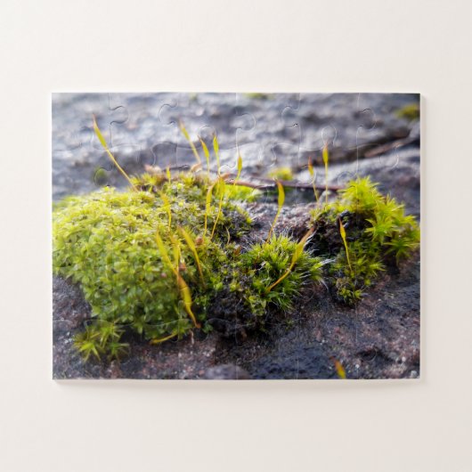 Puzzle Mosses (Horizontal)