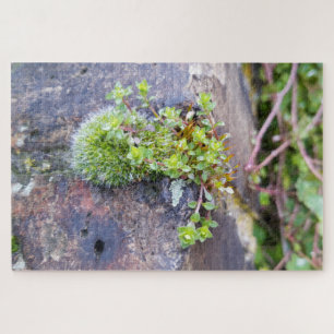 Puzzle Mosses