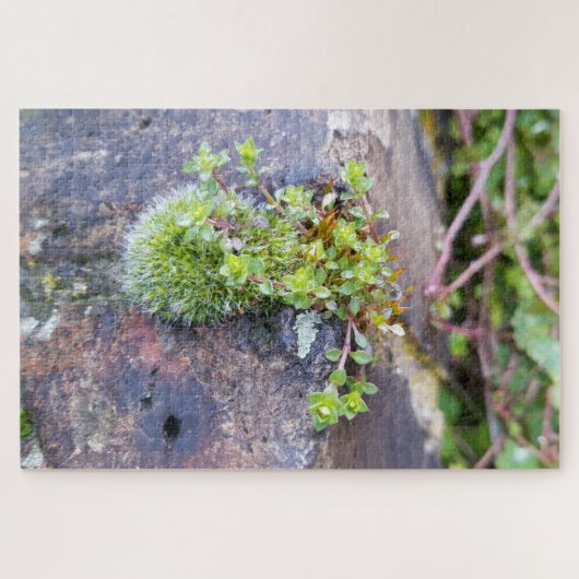 Puzzle Mosses (Horizontal)