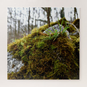 Puzzle Mosses
