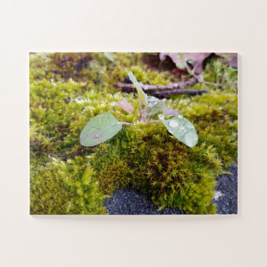 Puzzle Mosses (Horizontal)