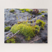 Puzzle Mosses (Horizontal)