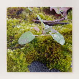 Puzzle Mosses