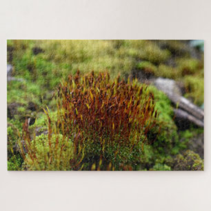 Puzzle Mosses