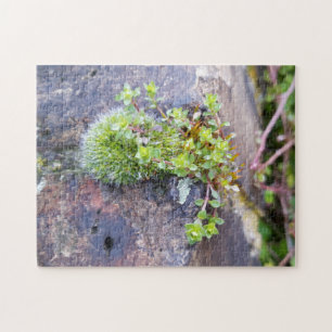 Puzzle Mosses