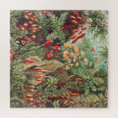 Puzzle Mosses, Muscinae Laubmoose par Ernst Haeckel (Horizontal)