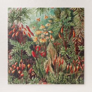 Puzzle Mosses, Muscinae Laubmoose par Ernst Haeckel