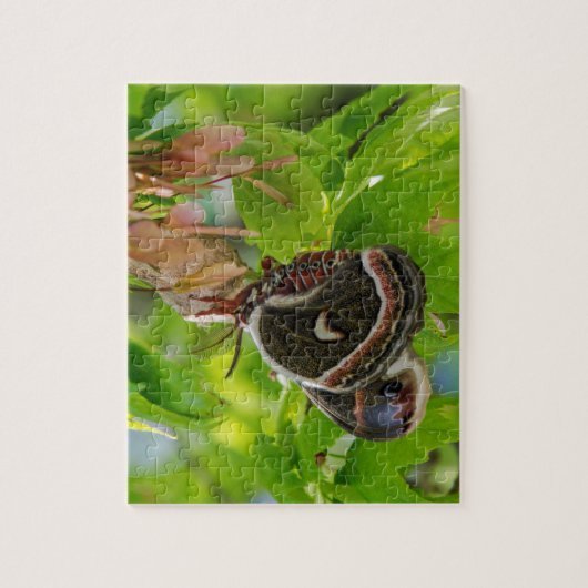 Puzzle Moth soie (Vertical)