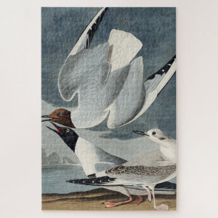Puzzle Mouette de Bonaparte de Birds of America