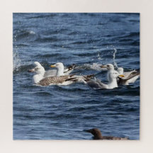 Mouettes majestueux chassant les lançons sur l'océ