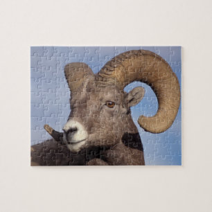 Puzzle mouflon canadien, mouflon d'Amérique, Ovis canaden