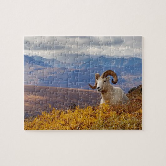 Puzzle mouflon de Dall, Ovis dalli, bélier (Horizontal)