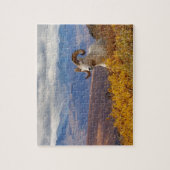 Puzzle mouflon de Dall, Ovis dalli, bélier (Vertical)