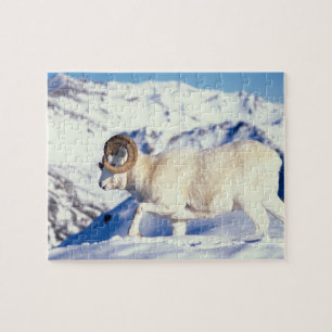 Puzzle mouflon de Dall, Ovis dalli, bélier à cornes recou
