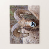 Puzzle Mouflon des montagnes rocheuses (Vertical)